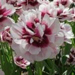 Bulbi lalele Pistache (parfumate) marime 12+ - pachet 3 bucati (Livrarea dupa 10 Septembrie)