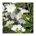 Malva moschata Alba - Malva de mosc la ghiveci P9 - imagine 3