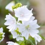 Malva moschata Alba - Malva de mosc la ghiveci P9