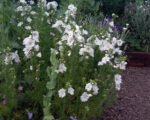 Malva moschata Alba - Malva de mosc la ghiveci P9 - imagine 2