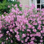 Malva moschata - Malva de mosc la ghiveci P9