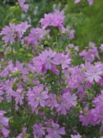 Malva moschata - Malva de mosc la ghiveci P9 - imagine 2