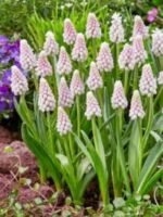 Bulbi Muscari Pink Sunrise - pachet 3 bucati marime 5/6 (Livrarea dupa 10 Septembrie) - imagine 2