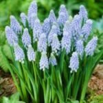Bulbi Muscari Valerie Finnis - pachet 5 bucati marime 7/8 (Livrarea dupa 10 Septembrie) - imagine 2