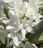 Puschkinia Libanotica Alba - Viorea Libaneza - pachet 3 bulbi marime 5/7 (Livrarea dupa 10 Septembrie)