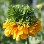 Piciorul Cocosului Italian - Ranunculus Elegance Festival Giallo -1 rizom marime 2/3 (Livrarea dupa 25 Septembrie) - imagine 3