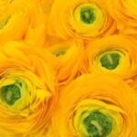 Piciorul Cocosului Italian - Ranunculus Elegance Festival Giallo -1 rizom marime 2/3 (Livrarea dupa 25 Septembrie) - imagine 2