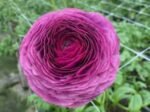 Piciorul Cocosului Italian - Ranunculus Elegance Milka -1 rizom marime 2/3 - imagine 2