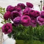Piciorul Cocosului Italian - Ranunculus Elegance Milka -1 rizom marime 2/3 - imagine 3