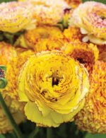 Piciorul Cocosului Italian - Ranunculus Elegance Giallo Striato - 1 rizom marime 2/3 - imagine 2