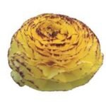 Piciorul Cocosului Italian - Ranunculus Elegance Giallo Striato - 1 rizom marime 2/3