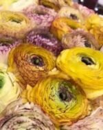 Piciorul Cocosului Italian - Ranunculus Elegance Giallo Striato - 1 rizom marime 2/3 - imagine 3