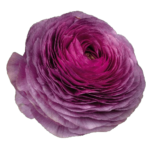 Piciorul Cocosului Italian - Ranunculus Elegance Milka -1 rizom marime 2/3