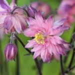 Aquilegia vulgaris var. stellata „Rose Barlow” - Caldarusa la ghiveci P9, H 10 cm