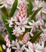 Scilla Bifolia Rosea - Viorea Alpina Roz - pachet 5 bulbi marime 5+ (Livrarea dupa 10 Septembrie)