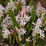 Scilla Bifolia Rosea - Viorea Alpina Roz - pachet 5 bulbi marime 5+ (Livrarea dupa 10 Septembrie) - imagine 2