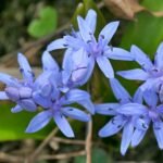 Scilla Bifolia - Viorea Alpina - pachet 5 bulbi marime 5/7 (Livrarea dupa 10 Septembrie)