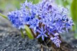 Scilla Bifolia - Viorea Alpina - pachet 5 bulbi marime 5/7 (Livrarea dupa 10 Septembrie) - imagine 2
