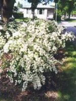Spiraea japonica Alba - Cununita la ghiveci C3 - H 25-30 cm - imagine 3