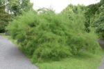 Tamarix ramosissima 'Rubra' la ghiveci C3, H 50-60 cm - imagine 2