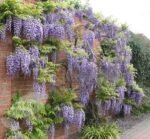 Wisteria floribunda "Black Dragon" - Glicina cu flori duble la ghiveci P15, H 60-70 cm - imagine 3