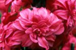 Zambila parfumata cu flori duble Hollyhock marime 15/16 - pachet 3 bulbi (Livrarea dupa 10 Septembrie) - imagine 2