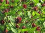 Calycanthus Floridus 'Michael Lindsay' - Garofita parfumata sau Copacul Orhidee la ghiveci P12 - H 20-30 cm (Livrarea dupa 10 Septembrie) - imagine 2