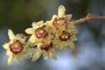 Chimonanthus praecox - Arbustul Zanei sau Dulceata de Iarna (flori parfumate) la ghiveci C2, H 30 - 40 cm