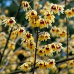 Chimonanthus praecox - Arbustul Zanei sau Dulceata de Iarna (flori parfumate) la ghiveci C2, H 30 - 40 cm - imagine 2