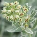 Planta perena vesnic verde Euphorbia characias Silver Edge-  la ghiveci P11 - H 20-25 cm - imagine 2