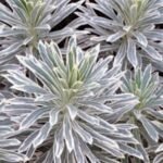 Planta perena vesnic verde Euphorbia characias Silver Edge-  la ghiveci P11 - H 20-25 cm