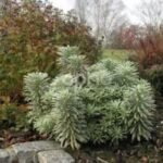 Planta perena vesnic verde Euphorbia characias Silver Edge-  la ghiveci P11 - H 20-25 cm - imagine 3