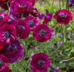 Piciorul Cocosului Mov - Ranunculus asiaticus Purple - pachet 10 rizomi marime 6/7 (Livrarea dupa 10 Septembrie) - imagine 2