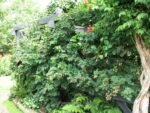 Rubus fruticosus 'Thornless Evergreen' - Mur fara spini cu frunzis semipermanent la ghiveci P12, H 30-40 cm (Livrarea dupa 10 Septembrie) - imagine 2