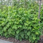 Rubus idaeus - Zmeur la ghiveci P12 , H 35-45 cm - imagine 2