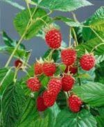 Rubus idaeus - Zmeur la ghiveci P12 , H 35-45 cm