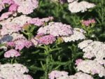 Achillea Millefolium Apfelblüte - Coada soricelului decorativa la ghiveci P10 - H 5 -10 cm - imagine 2
