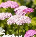 Achillea Millefolium Apfelblüte - Coada soricelului decorativa la ghiveci P10 - H 5 -10 cm