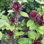 Calycanthus Floridus 'Michael Lindsay' - Garofita parfumata sau Copacul Orhidee la ghiveci P12 - H 20-30 cm (Livrarea dupa 10 Septembrie)