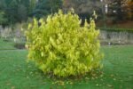 Chimonanthus praecox - Arbustul Zanei sau Dulceata de Iarna (flori parfumate) la ghiveci C2, H 30 - 40 cm - imagine 3