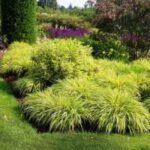 Hakonechloa macra 'Aureola' - Iarba de pădure japoneză la ghiveci P9 - imagine 2