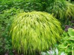 Hakonechloa macra 'Aureola' - Iarba de pădure japoneză la ghiveci P9