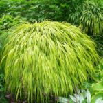 Hakonechloa macra 'Aureola' - Iarba de pădure japoneză la ghiveci P9