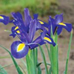 Stanjenel - Iris Olandez Blue Magic - pachet 5 bulbi marime 8/9 (Livrarea dupa 10 Septembrie)