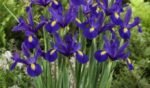 Stanjenel - Iris Olandez Blue Magic - pachet 5 bulbi marime 8/9 (Livrarea dupa 10 Septembrie) - imagine 2