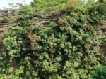Rubus fruticosus 'Thornless Evergreen' - Mur fara spini cu frunzis semipermanent la ghiveci P12, H 30-40 cm (Livrarea dupa 10 Septembrie) - imagine 3
