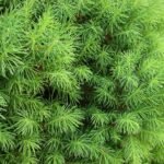 Picea Glauca December - Molid Pitic ideal pentru pom de Craciun mic la ghiveci P15, H 50-60 cm - imagine 2