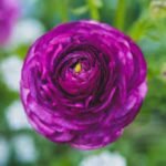 Piciorul Cocosului Mov - Ranunculus asiaticus Purple - pachet 10 rizomi marime 6/7 (Livrarea dupa 10 Septembrie)