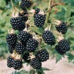 Rubus fruticosus 'Thornless Evergreen' - Mur fara spini cu frunzis semipermanent la ghiveci P12, H 30-40 cm (Livrarea dupa 10 Septembrie)