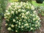 Skimmia japonica Fragrant Cloud - planta perena cu frunzis permanent si flori parfumate la ghiveci P11, H 25-30 cm (Livrarea dupa 10 Septembrie) - imagine 2